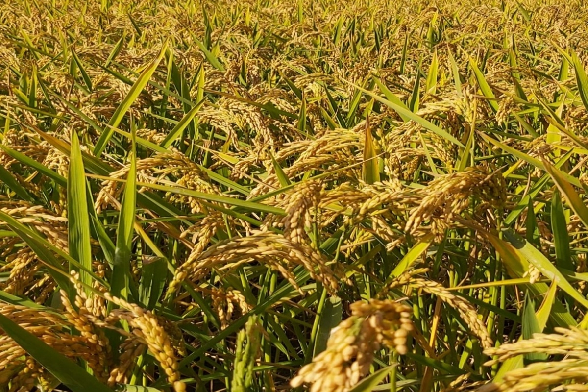 Edirne Milletvekili Ediz Ün, Ekim ayında pirinç ithalatının 13 kat