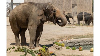 İzmir Büyükşehir Belediyesi Doğal Yaşam Parkı doğada nesli tükenme tehdidi