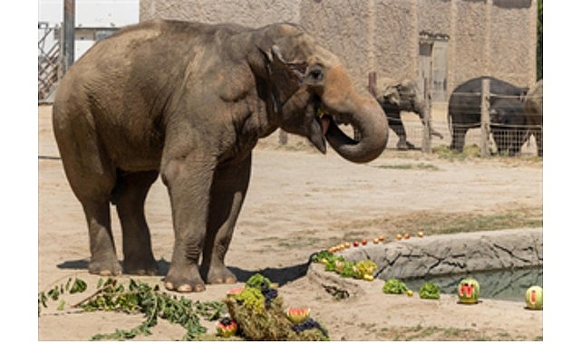 İzmir Büyükşehir Belediyesi Doğal Yaşam Parkı doğada nesli tükenme tehdidi