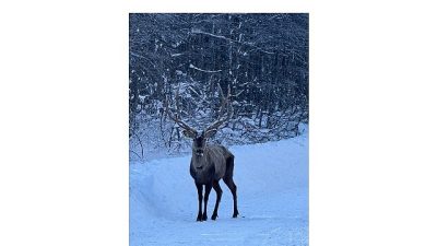 Kocaeli Büyükşehir Belediyesi’nin Doğa Koruma ve Milli Parklar Genel Müdürlüğü
