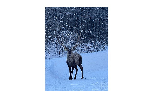 Kocaeli Büyükşehir Belediyesi’nin Doğa Koruma ve Milli Parklar Genel Müdürlüğü