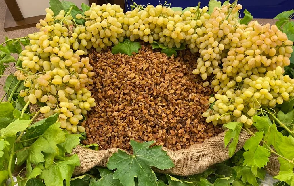 Türkiye, üretim ve ihracatında dünya lideri olduğu çekirdeksiz kuru üzüm,