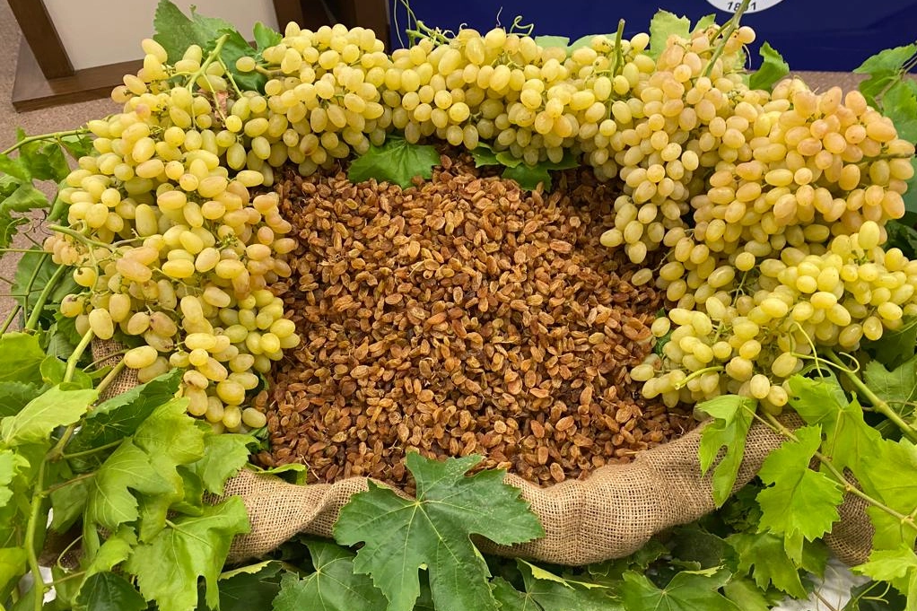 Türkiye, üretim ve ihracatında dünya lideri olduğu çekirdeksiz kuru üzüm,