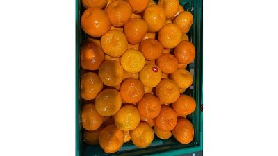 Yaş meyve sebze sektöründe ihracat lideri olan mandalina, 2025 yılında