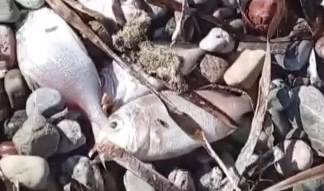 Muğla’nın Datça ilçesinde çok sayıda ölü balığın kıyıya vurması üzerine