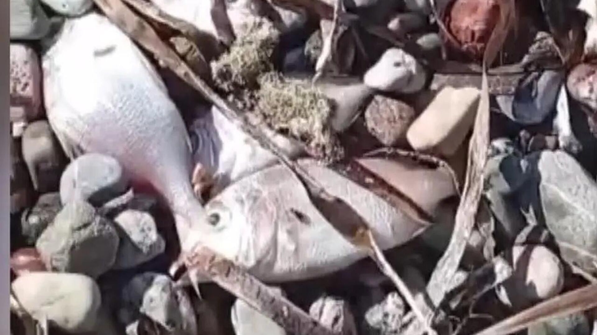 Muğla’nın Datça ilçesinde çok sayıda ölü balığın kıyıya vurması üzerine