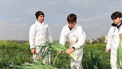 Osmangazi Belediyesi, toprağa emekle dokunarak ilaçsız ve tamamen doğal olarak