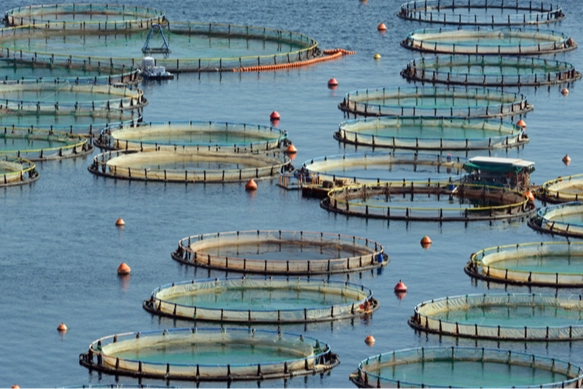 Tarım ve Orman Bakanı İbrahim Yumaklı, Akdeniz ve Karadeniz Balıkçılığının