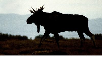 İlkbaharın ilk ışıkları karla kaplı topraklara dokunduğunda, hayvanlar kısa yazdan