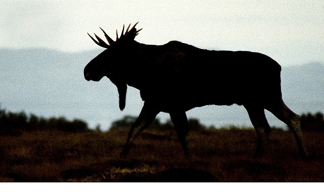 İlkbaharın ilk ışıkları karla kaplı topraklara dokunduğunda, hayvanlar kısa yazdan