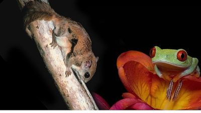 Doğanın karanlık yüzü, en tuhaf uyumları ortaya koyar. Gölgelerde avını