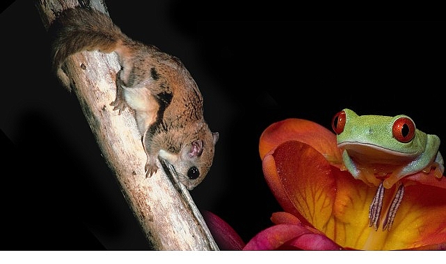 Doğanın karanlık yüzü, en tuhaf uyumları ortaya koyar. Gölgelerde avını