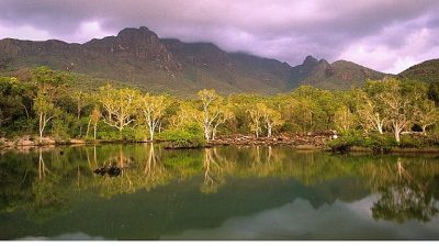 Eşsiz bir canlı çeşitliliğini barındıran Avustralya’nın dev okaliptüs ormanları belirsiz