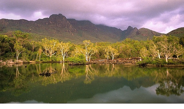 Eşsiz bir canlı çeşitliliğini barındıran Avustralya’nın dev okaliptüs ormanları belirsiz