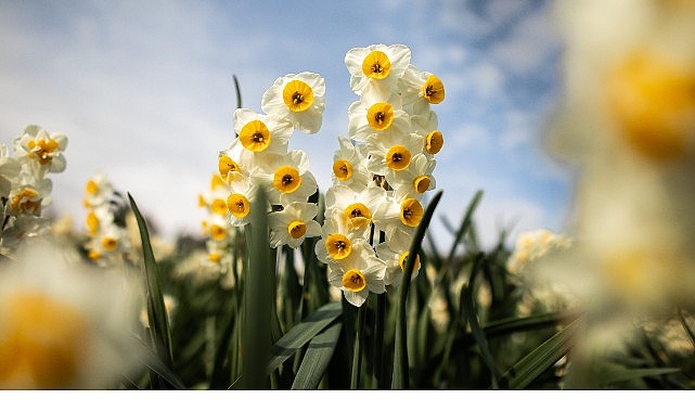 İzmir’in çiçekçiliğiyle ünlü ilçesi Bayındır, bu yıl 5. kez düzenlenecek