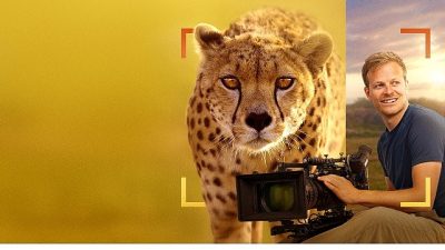 Serengeti’ye, devasa yaban öküzü göçü esnasında varan Bertie, dünyanın en