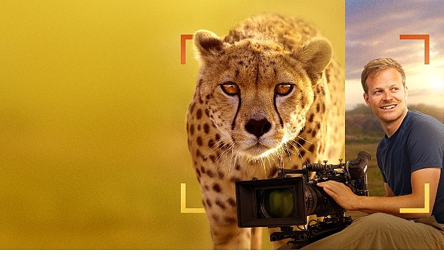 Serengeti’ye, devasa yaban öküzü göçü esnasında varan Bertie, dünyanın en