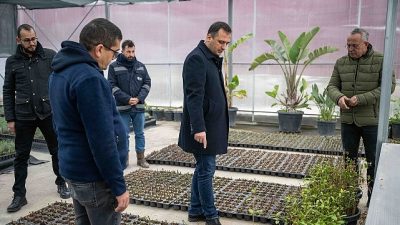 Bornova Belediyesi, Pınarbaşı’ndaki modern fidanlığında 2026 için 75 bin çalı