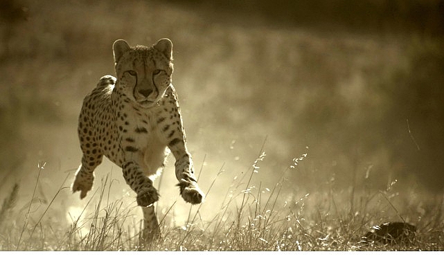 Büyük kediler, günümüz dünyasında küresel bir hayatta kalma mücadelesi veriyor.