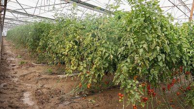 Antalya Büyükşehir Belediyesi, 22 Ocak’ta akşam saatlerinden itibaren etkili olan