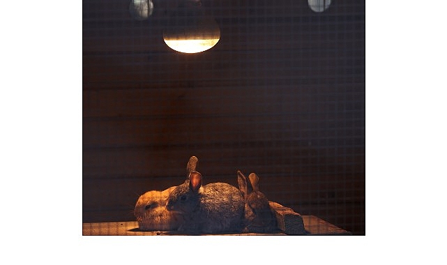 Antalya’da son günlerde etkili olan soğuk hava nedeniyle Antalya Büyükşehir