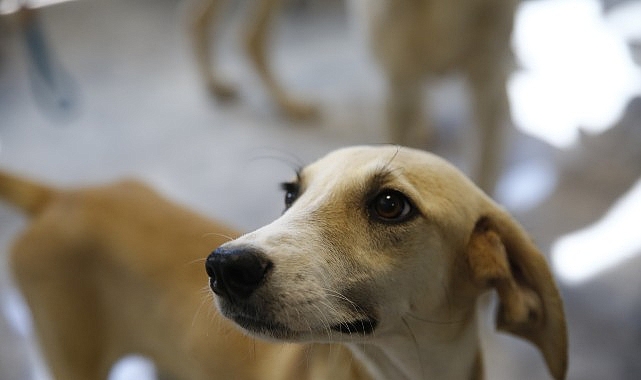 Antalya Büyükşehir Belediyesi tarafından ev hayvanı satan kişilere - petshop