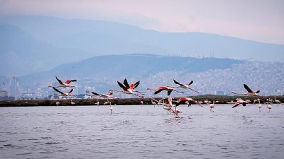 İzmir Büyükşehir Belediyesi’ne bağlı İZDENİZ, yarıyıl tatilinde İzmirlileri doğa, kültür