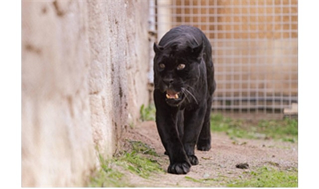 İleri yaşına bağlı sağlık sorunları oluşan ve bu nedenle özel