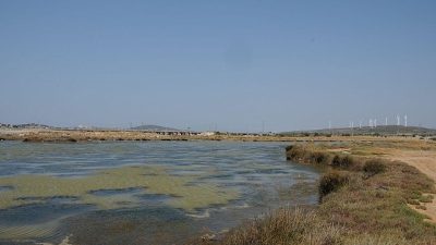 Ege Üniversitesi Fen Fakültesi Biyoloji Bölümü  öğretim üyesi ve Botanik