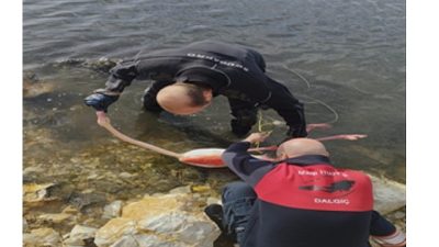 İzmir’in Balçova ilçesindeki İnciraltı Kent Ormanı’nda, vücuduna ip dolanan flamingo,