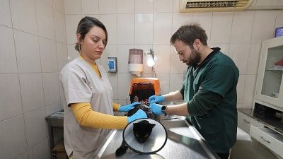 Sokak hayvanlarının sağlıklı ve güvenli bir yaşam sürmesi için yürüten