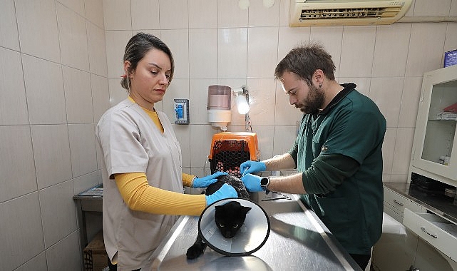 Sokak hayvanlarının sağlıklı ve güvenli bir yaşam sürmesi için yürüten