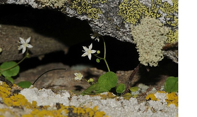 Gerçekleştirdiği çalışmalarla pek çok yeni bitki türünün keşfedilmesinde rol oynayan