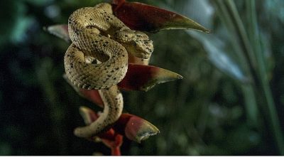 Vahşi doğada ölüm hiç uyumaz. Endonezya ormanlarından Amerika bataklıklarına uzanan