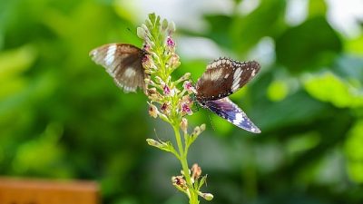 Selçuklu Belediyesi tarafından Konya’ya kazandırılan Konya Tropikal Kelebek Bahçesi, açıldığı