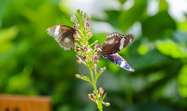 Selçuklu Belediyesi tarafından Konya’ya kazandırılan Konya Tropikal Kelebek Bahçesi, açıldığı
