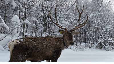 Kocaeli Büyükşehir Belediyesi’nin Ormanya’da yetiştirerek doğal yaşama kazandırdığı kızıl geyikler,
