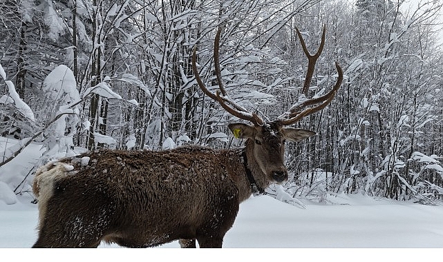 Kocaeli Büyükşehir Belediyesi’nin Ormanya’da yetiştirerek doğal yaşama kazandırdığı kızıl geyikler,
