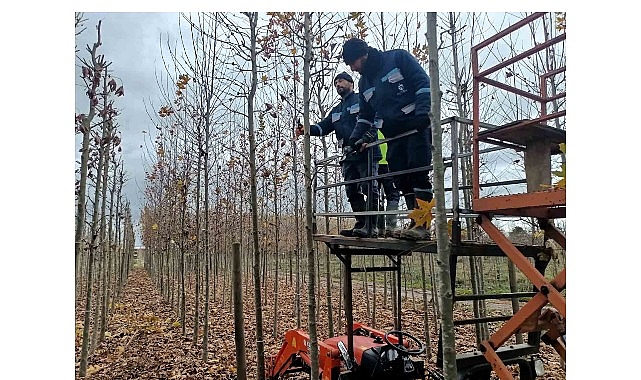 Kocaeli Büyükşehir Belediyesi’ne bağı bulunan Merkez Fidanlığı, 50 bin metrekare