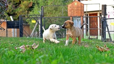 Sahipsiz sokak hayvanlarının yaşam koşullarını iyileştirmek, sağlıklarını korumak ve onları