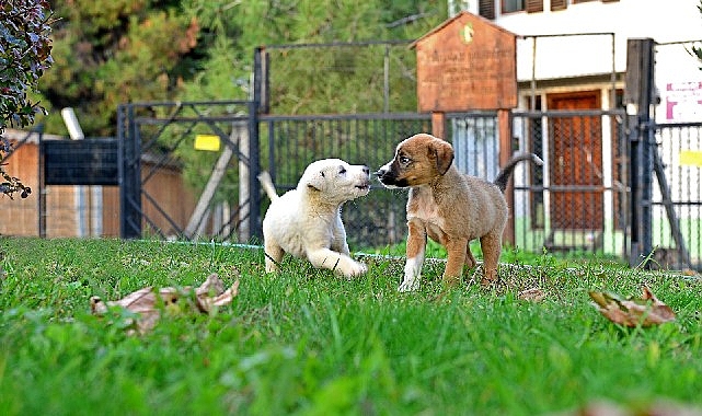 Sahipsiz sokak hayvanlarının yaşam koşullarını iyileştirmek, sağlıklarını korumak ve onları