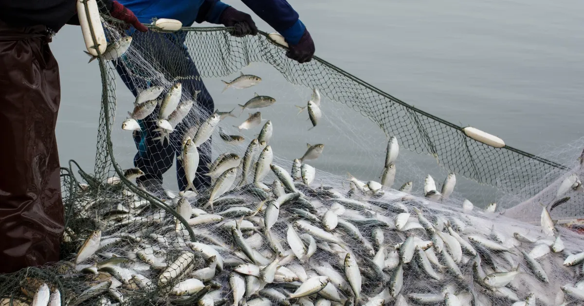 Dünya’nın üç öğün protein ihtiyacını karşılayan Türkiye su ürünleri ve