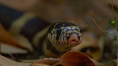 Binlerce yıldır insanların hayal gücünü etkileyen yılanlar; kimi zaman tehlikenin