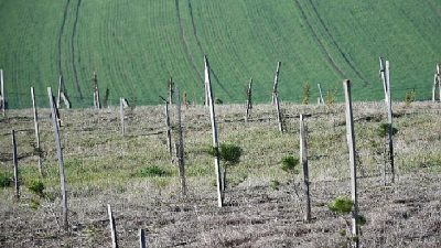 Lüleburgaz Belediyesi, Kent Ormanı ağaçlandırma alanında yaklaşık 3 yıl içinde