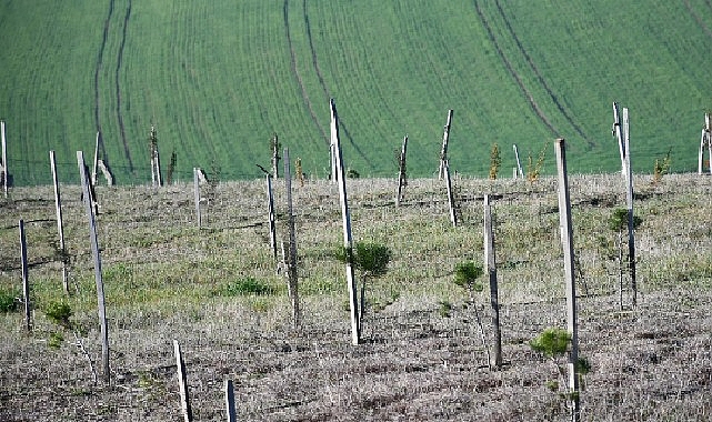 Lüleburgaz Belediyesi, Kent Ormanı ağaçlandırma alanında yaklaşık 3 yıl içinde