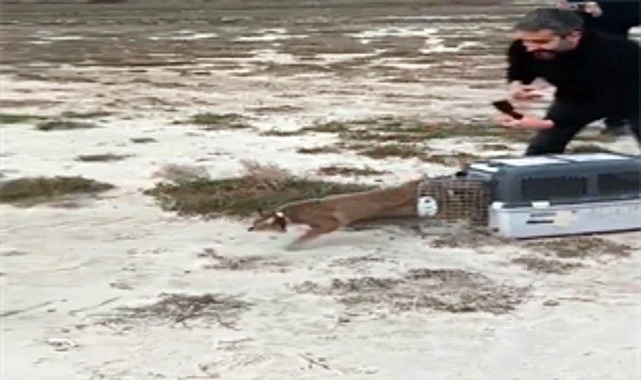 Aydın’da yaralı halde bulunan saz kedisi, İzmir Doğal Yaşam Parkı’nda