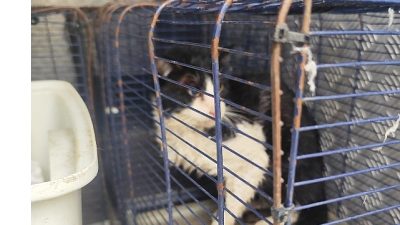 Kemer’deki Ağva Deresi’nde mahsur kalan bir kedi, Kemer Belediyesi Hayvan