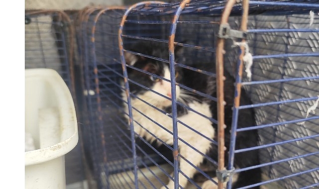 Kemer’deki Ağva Deresi’nde mahsur kalan bir kedi, Kemer Belediyesi Hayvan