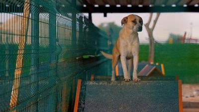Didim’de, sokak hayvanlarının sağlığı ve yaşam kalitesini artırmak amacıyla Didim