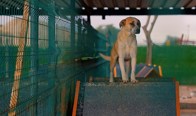 Didim’de, sokak hayvanlarının sağlığı ve yaşam kalitesini artırmak amacıyla Didim
